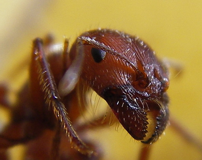 Fil:Ant head closeup.jpg