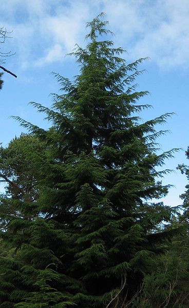Fil:Tsuga heterophylla1.jpg