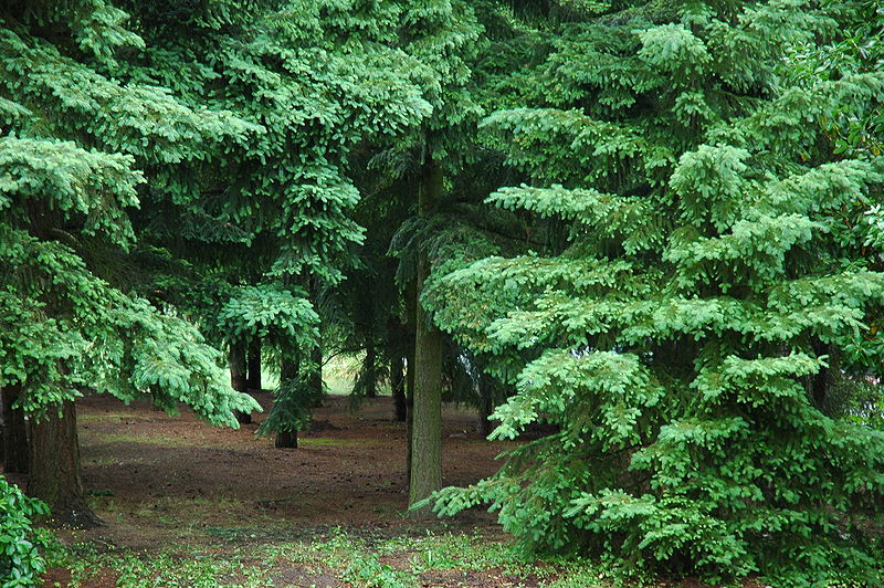 Fil:Bellevue WA 0007.jpg