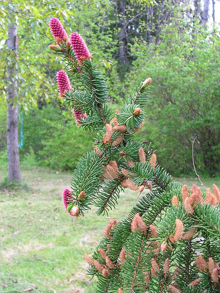 Fil:Picea abies flowers.jpg