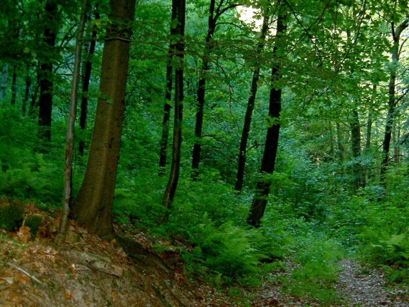 Fil:Lovskog.jpg