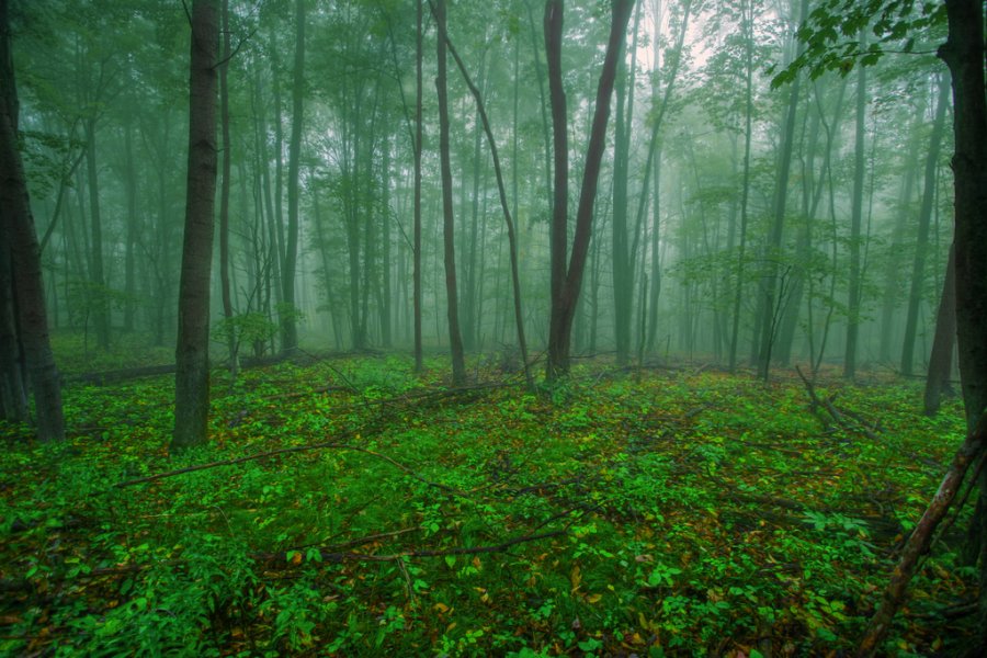 Skog