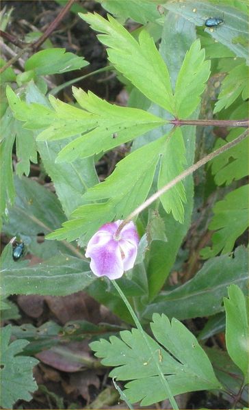 Fil:Bosanemoon (Anemone nemorosa).jpg