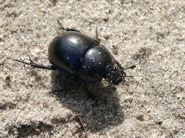 En tordivel (Geotrupes sp.)