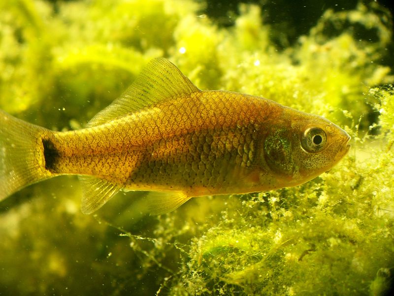 Fil:CarassiusCarassiusJuvenile3.jpg