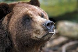 Pyreneisk brunbjørn (Ursus arctos pyrenaicus)