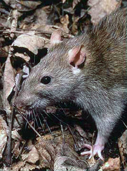 Brunrotte, Rattus norvegicus