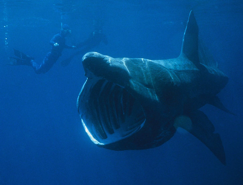 Fil:Basking Shark.jpg