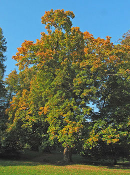 Spisslønn (Acer platanoides)