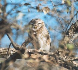 Spotted Owlet