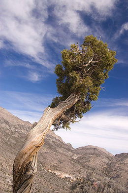 Juniperus osteosperma i Nevada, USA