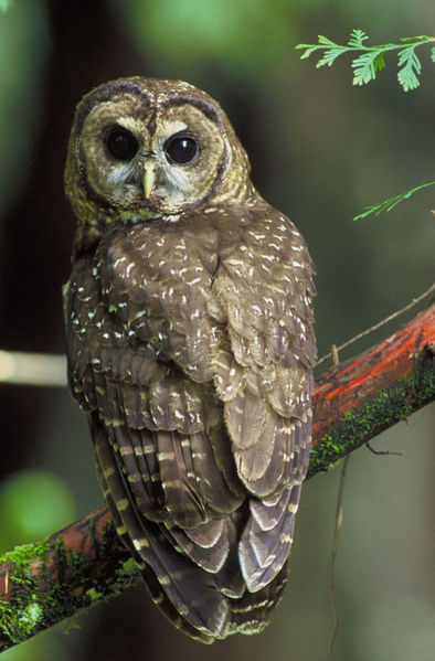 Fil:Northern Spotted Owl.USFWS-thumb.jpg