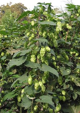 Humle, Humulus lupulus, hunnplante