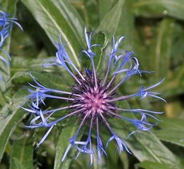 Honningknoppurt, Centaurea montana