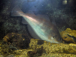 skjeggtorsk (Trisopterus luscus)