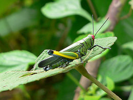 Eupropacris coerulea hunn