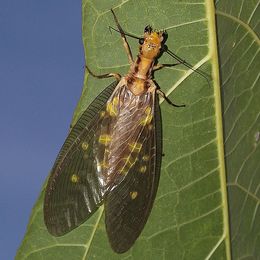 En «Kjempe mudderflue» (Corydalidae), disse finnes ikke i Europa.