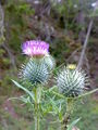 Miniatyrbilde av versjonen fra 11. aug 2009 kl. 08:14