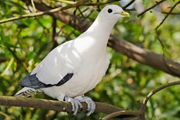 Krittkeiserdue, Ducula bicolor