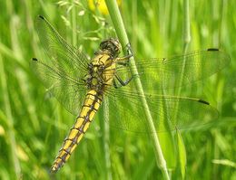 Øyenstikkere (her representert ved blålibellen) er noen av de dyktigste flygerne blant insektene.