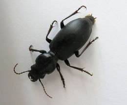 Broscus cephalotes