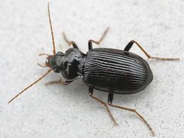 Nebria brevicollis