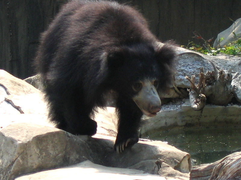 Fil:Sloth bear 1.jpg