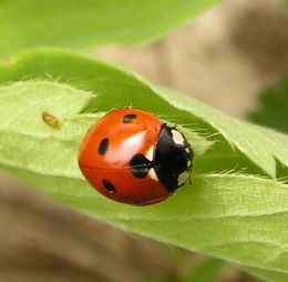 Syvprikket marihøne (Coccinella septempunctata)