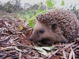 Europeisk piggsvin, Erinaceus europaeus