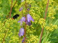 Miniatyrbilde av versjonen fra 5. aug 2009 kl. 21:53
