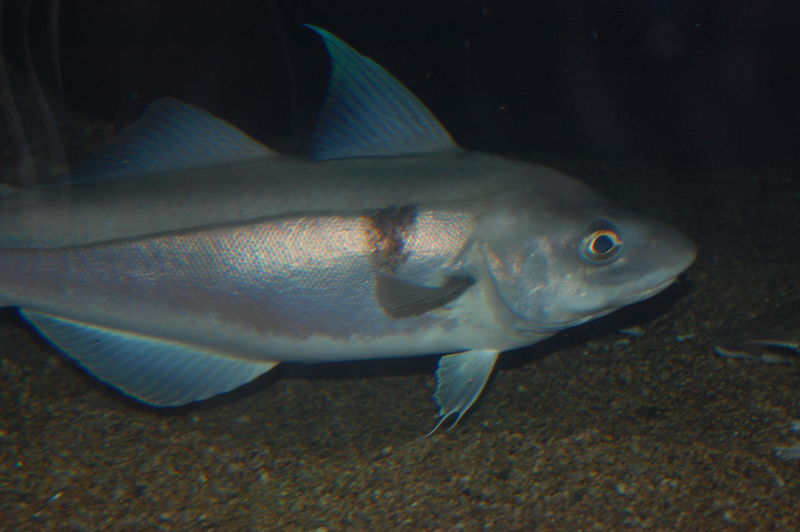 Fil:Haddock, Boston Aquarium.jpg