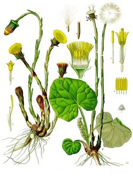 Hestehov (Koehler's Medicinal-Plants,1887)