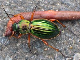 Carabus auratus med bytte (en mark)