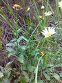 Miniatyrbilde av versjonen fra 11. aug 2009 kl. 08:20