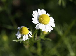 Kamilleblomst, Matricaria recutita