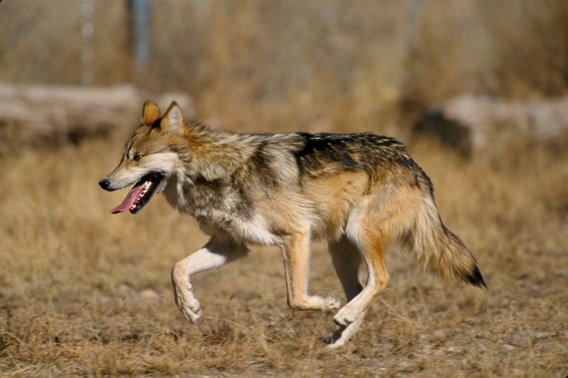 Fil:Canis lupus baileyi running.jpg