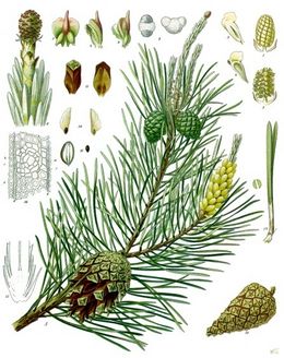 Furu (Pinus sylvestris)