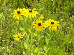 Rudbeckia hirta