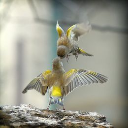 Grønnsisik (Carduelis spinus) (moderne fugler)