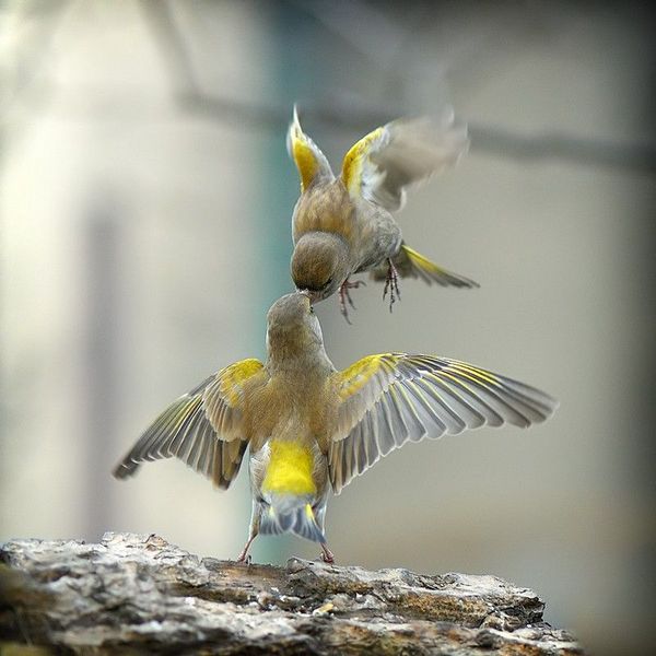Fil:Birds feeding.jpg