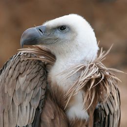 Gåsegribb, Gyps fulvus