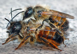 To murerbier under paringen (buksamlerbier)