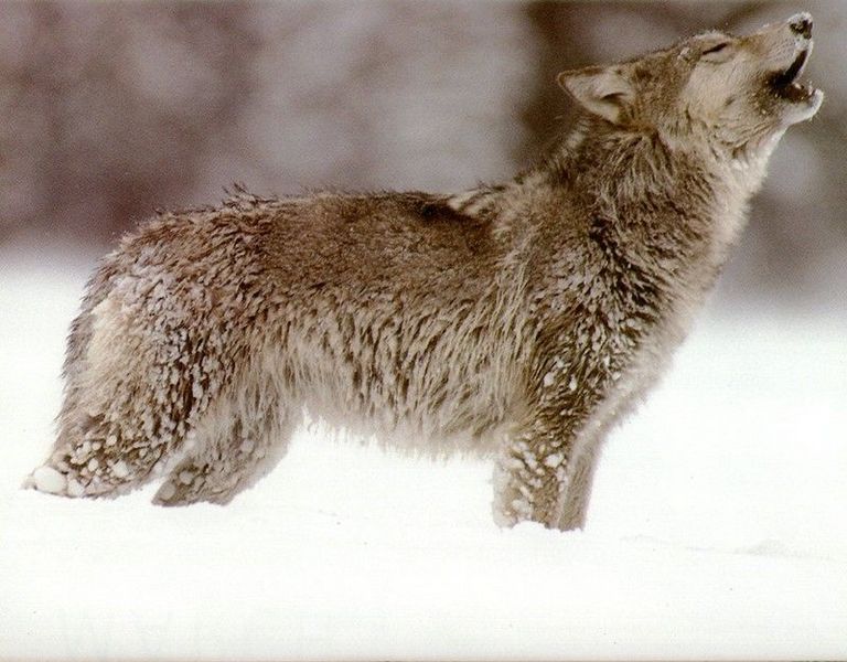 Fil:Wolf houling.jpg