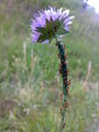 Miniatyrbilde av versjonen fra 5. aug 2009 kl. 22:25