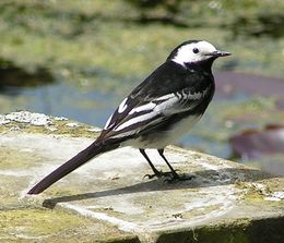 Den britiske underarten Motacilla alba yarrellii har mer svart i fjærdrakten enn fuglene på kontinentet