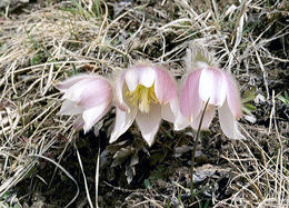 Mogop (Pulsatilla vernalis)