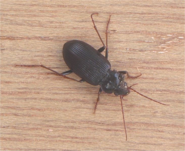 Fil:Harpalus rufipes Aardbeiloopkever (1).jpg