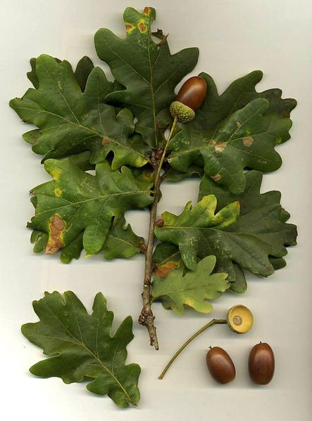 Fil:Quercus robur.jpg