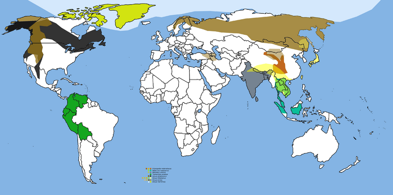 Fil:Map of Bear species distribution.png