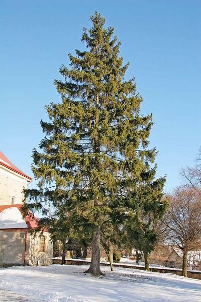 Fil:Picea abies.JPG